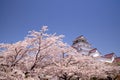 Aizuwakamatsu Castle and cherry blossom