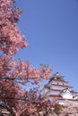 Aizuwakamatsu Castle and cherry blossom