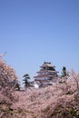 Aizuwakamatsu Castle and cherry blossom