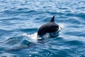 aja's Dolphins: Graceful Swimmers of the Sea