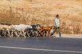 AJANTA, INDIA - FEBRUARY 6, 2017: Herd of goats at a road near Ajanta caves, Maharasthra state, Ind