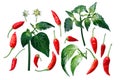 Aji Brazilian Bonanza pepper elements, paths