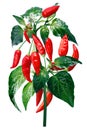 Aji Brazilian Bonanza pepper, paths