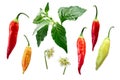 Aji Cristal chile-Capsicum baccatum elements, paths