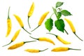 Aji Lemon Dop Capsicum baccatum parts, paths