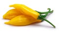 Aji Lemon Drop peppers, c.baccatum, paths Royalty Free Stock Photo