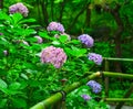 Ajisai blooming in spring and summer Royalty Free Stock Photo