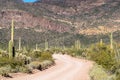 Ajo Mountain Drive, an unpaved dirt road through Organ Pipe Cactus National Monument. Sagurao cactus line the road Royalty Free Stock Photo