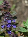 Ajuga, or Bugleweed in Flower in Spring