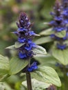 Beautiful Blue Bugleweed Flowers or Ajuga Royalty Free Stock Photo