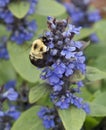 Busy Bumblebee on Beautiful Blue Bugleweed Flowers