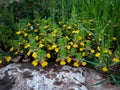 Ajuga chamaepitys plant rocks near Acre Haifa Israel. Mediterranean wild nature. Yellow bugle, or ground-pine blooming