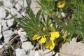 Ajuga chamaepitys - wild flower