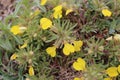 Ajuga chamaepitys - wild flower