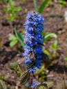 Ajuga reptans Royalty Free Stock Photo