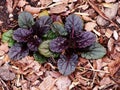 Ajuga reptans Black `Scallop` Royalty Free Stock Photo