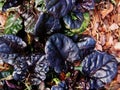 Ajuga reptans Black `Scallop` Royalty Free Stock Photo