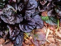 Ajuga reptans Black `Scallop` Royalty Free Stock Photo