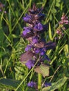 Ajuga Reptans Black Scallop wild flower Royalty Free Stock Photo