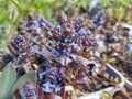 Ajuga reptans \'Braunherz\' Royalty Free Stock Photo