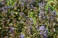 Ajuga reptans, bugle, blue bugle, bugleherb, bugleweed, carpetweed, carpet bugleweed, common bugle, St. Lawrence plant. Berlin