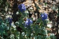 Ajuga reptans, bugle, blue bugle, bugleherb, bugleweed, carpetweed, carpet bugleweed, common bugle, St. Lawrence plant. Berlin