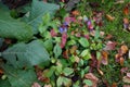 Ajuga reptans, bugle, blue bugle, bugleherb, bugleweed, carpetweed, carpet bugleweed, common bugle, St. Lawrence plant. Berlin