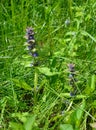 Ajuga reptans or bugle, blue bugle bugleherb, bugleweed, carpetweed, carpet bugleweed St. Lawrence plant Royalty Free Stock Photo