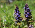 Ajuga reptans (Bugle) Royalty Free Stock Photo