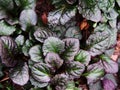 Ajuga reptans `Catlin`s Giant`