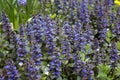 Ajuga reptans is commonly known as bugle, blue bugle, bugleherb, bugleweed
