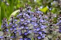 Ajuga reptans is commonly known as bugle, blue bugle, bugleherb, bugleweed