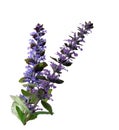 Ajuga Reptans Flowers Royalty Free Stock Photo