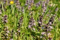 Ajuga Reptans Royalty Free Stock Photo