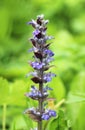 Ajuga reptans grows and blooms in herbs
