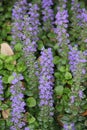 Ajuga reptans