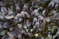 Dark red leaves of Ajuga reptans Mahogany plants