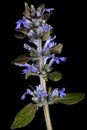 Ajuga reptans plant. Also known as common or blue bugle, bugleherb, bugleweed, carpetweed, carpet bugleweed. Isolated on black