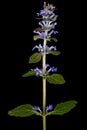 Ajuga reptans plant. Also known as common or blue bugle, bugleherb, bugleweed, carpetweed, carpet bugleweed. Isolated on black