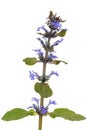 Ajuga reptans plant. Also known as common or blue bugle, bugleherb, bugleweed, carpetweed, carpet bugleweed. Isolated on white