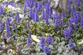 Ajuga reptans. Spring flowers of ajuga reptans. Blooming plants.