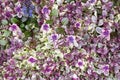 Ajuga reptant blooming in the garden in spring