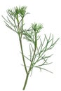 Ajwain or ajowan Trachyspermum ammi herb, fresh, isolated