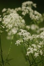 Ajwain on macro shooting