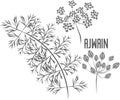Ajwain seeds and flowers vector illustration