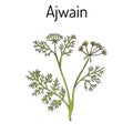 Ajwain trachyspermum ammi , or ajowan caraway, bishop weed, carom - spice herb