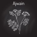 Ajwain trachyspermum ammi , or ajowan caraway, bishop weed, carom - spice herb