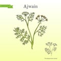 Ajwain trachyspermum ammi , or ajowan caraway, spice herb