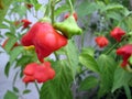 AjÃÂ­es Sombrero de bishop Flaming red hot pepper garden plant