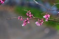 Aka approaches the Judas redbud tree.